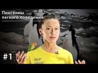 . Пингвины легкого поведения