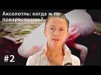 . Аксолотль: когда ж ты повзрослеешь?
