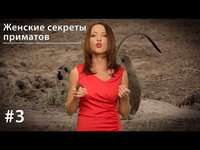 . Женские секреты приматов