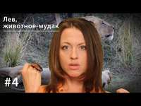 . Лев: животное-мудак