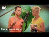 . Пауки: война полов. Мужское коварство против женской корысти