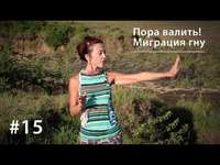 . Пора валить из этой страны! Великая миграция гну