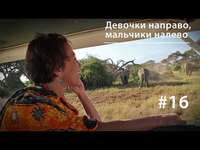 . Девочки направо, мальчики налево: планирование семьи у африканских слонов