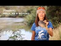 . Утконос: яйца, яд и молоко