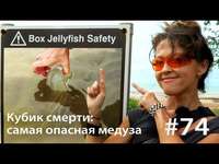 . Кубик смерти: как достать самую опасную медузу (и выжить)