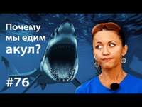 . Почему мы едим акул?