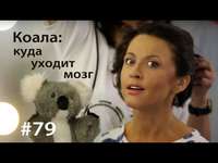 . Коала: куда уходит мозг