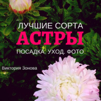 . Астры. Лучшие сорта