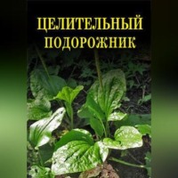 . Целительный подорожник