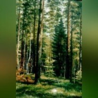 Иван Дубровин. Лес – кормилец