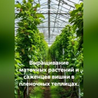 . Выращивание маточных растений и саженцев вишни в пленочных теплицах.