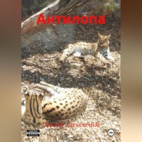 Сергей Алексеенко. АНТИЛОПА