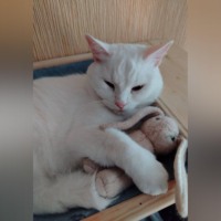Елена Витоль. Кошка Салли: Любовь в абсолютной тишине