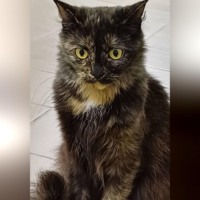 Елена Витоль. Кошка Корица: Музыкальная муза черепахового счастья
