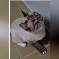 Елена Витоль. Кошка Снежка: От Сатаны до домашней Эльзы