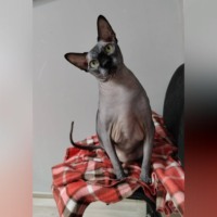 Елена Витоль. Арчи и Алиса: Мой личный КотоКассир
