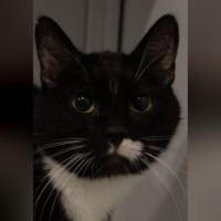 Елена Витоль. Кошка Овсянка: Домашнее чудо из Овсяново