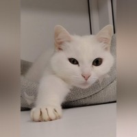 Елена Витоль. Кошка Шуша: Белоснежная мудрость приюта
