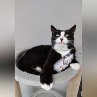 Елена Витоль. Кот Сахарок: Приютский Дон Корлеоне)