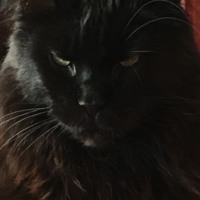 . Отпуск с черной кошкой